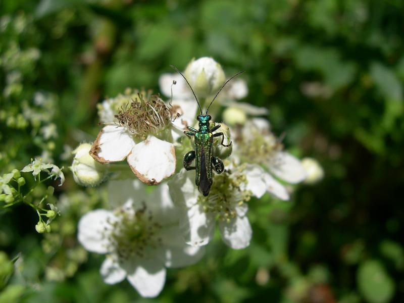 Coleottero dai robusti femori..-  Oedemera nobilis